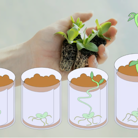 Illustrasjoner av forskjellige faser av frø fra Nysgjerrigper