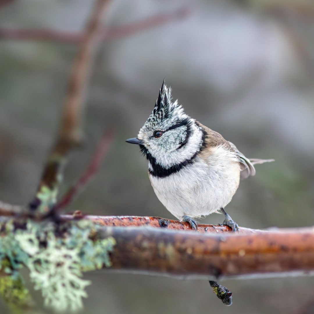 en fugli på en gren i skogen - fuglen som forsvant