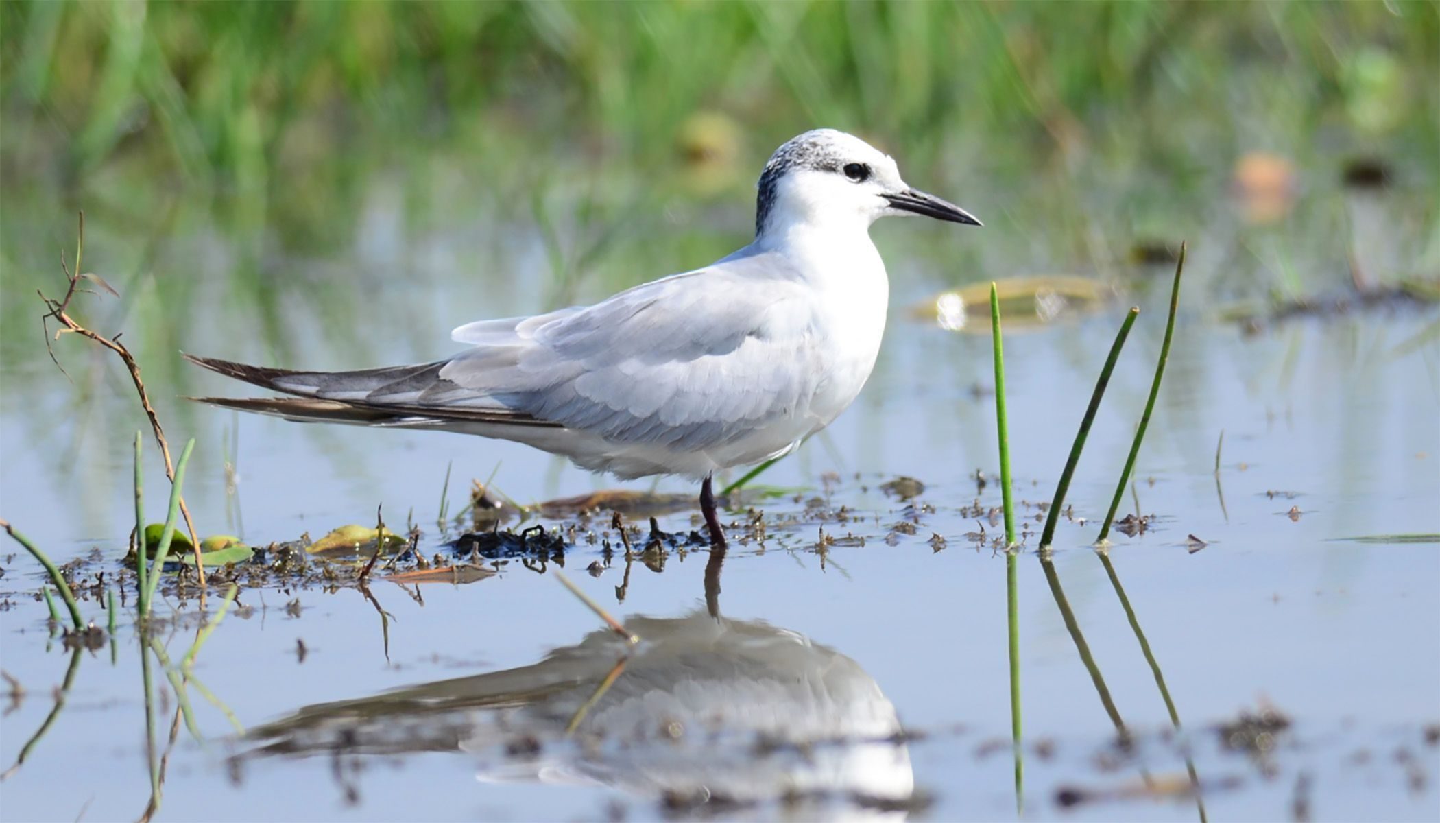 en fugl i en våtmark - undervisning i våtmark