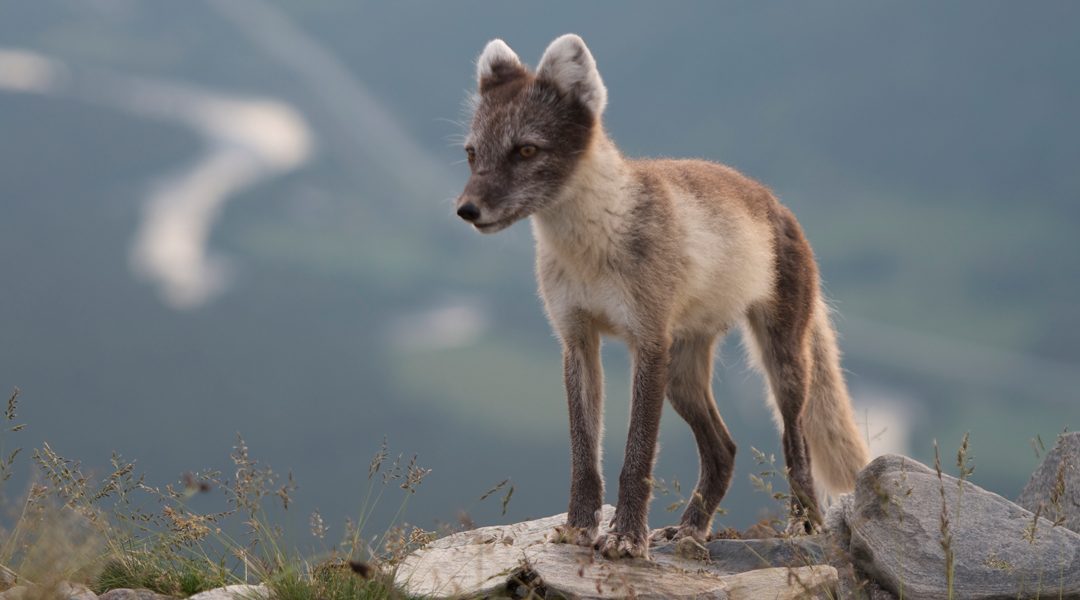 Fjellrev i sekken – fjellrev i undervisningen