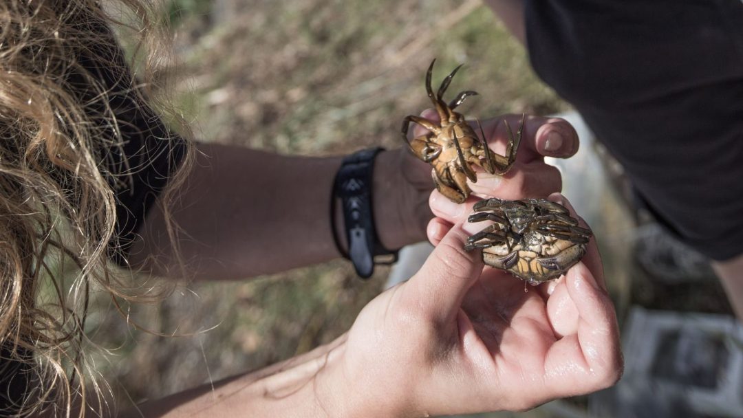 Besøkssenter våtmark Oslo tilbyr opplevelser og læring ved Lilløyplassen og Østensjøvannet