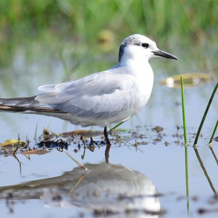 en fugl i en våtmark - undervisning i våtmark