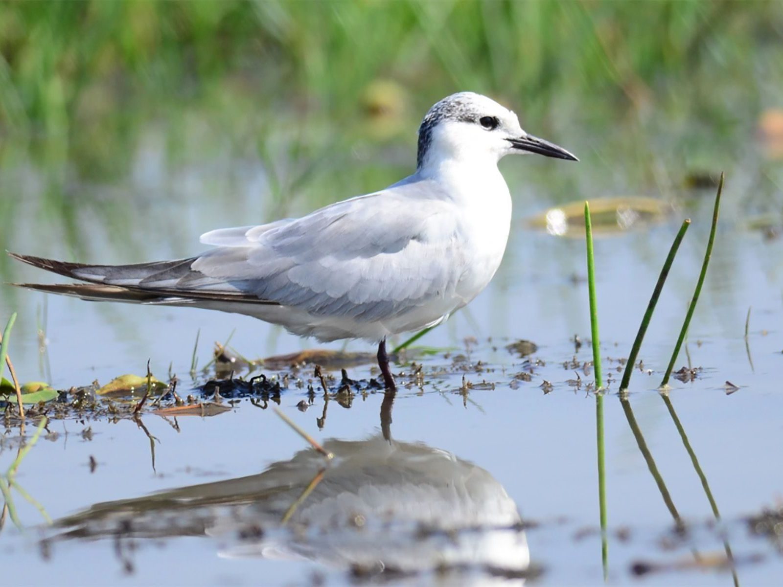 en fugl i en våtmark - undervisning i våtmark
