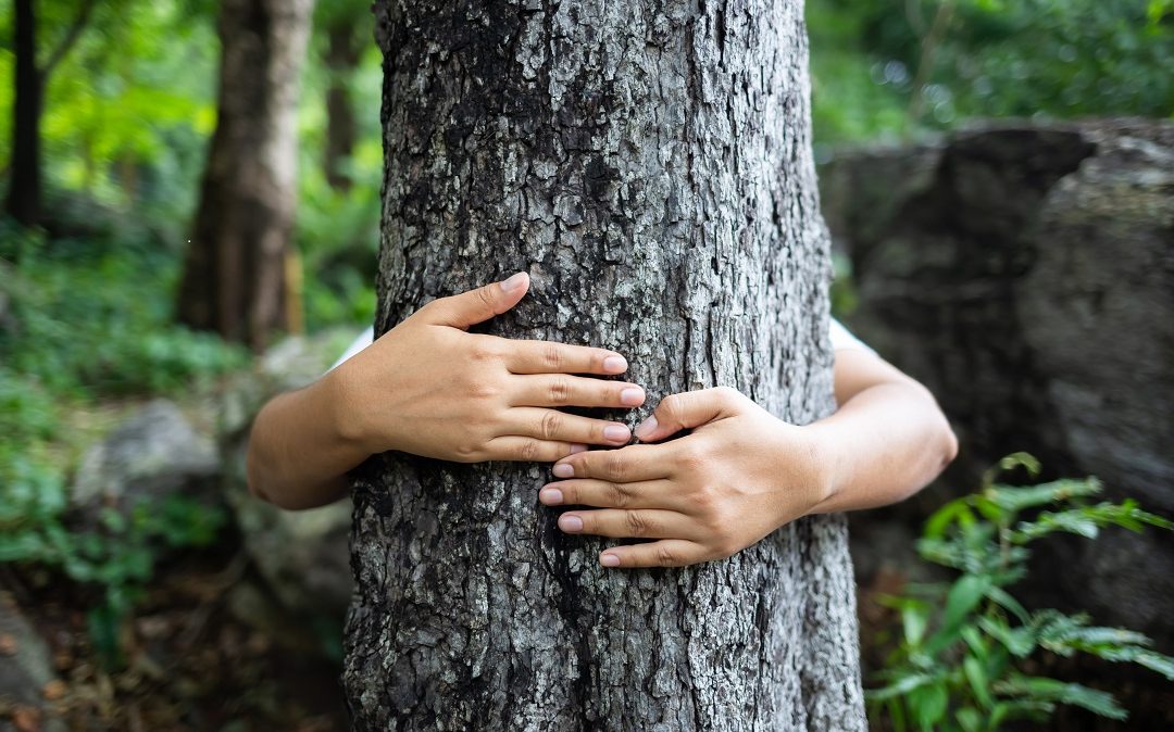 Klemmer med hender rundt tre, lære om biologisk mangfold og naturens verdi. Forfatter: colourbox