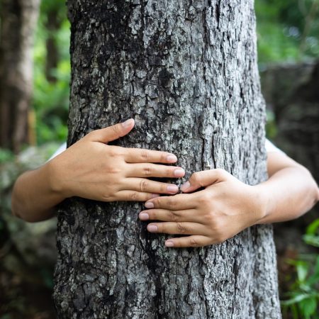 Klemmer med hender rundt tre, lære om biologisk mangfold og naturens verdi. Forfatter: colourbox